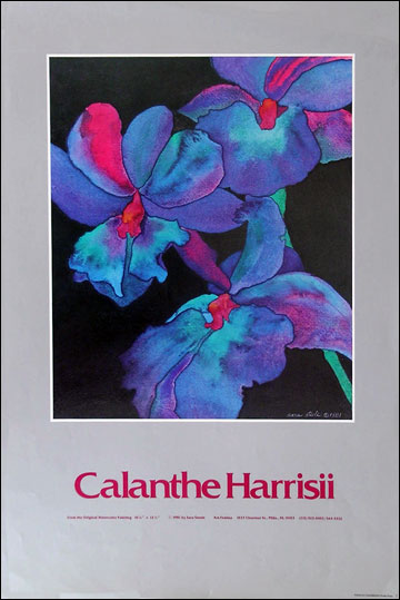 Poster - Calanthe Harrisii