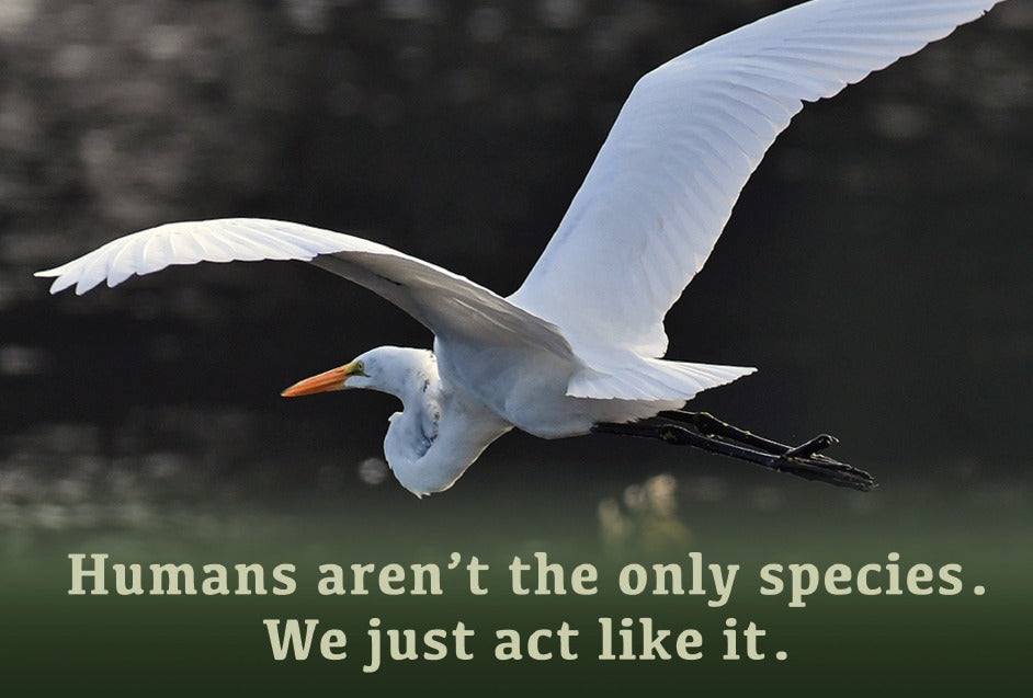 Postcard - Humans Aren't the Only Species. We just act like it.