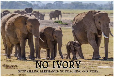 Postcard - No Ivory