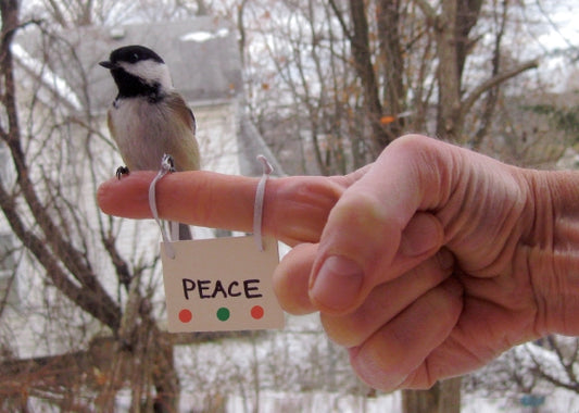 Holiday Card - Peaceful Chickadee