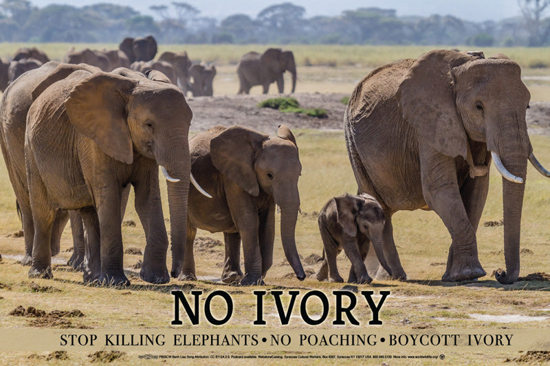 Poster - No Ivory