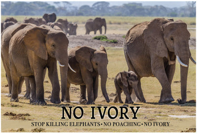 No Ivory