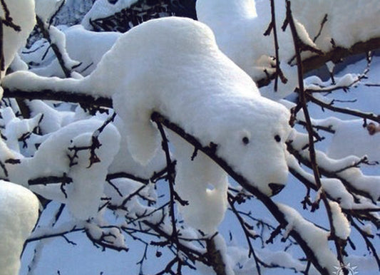 Holiday Card - Snow Bear