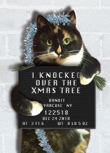 Holiday Card - Bad Cat